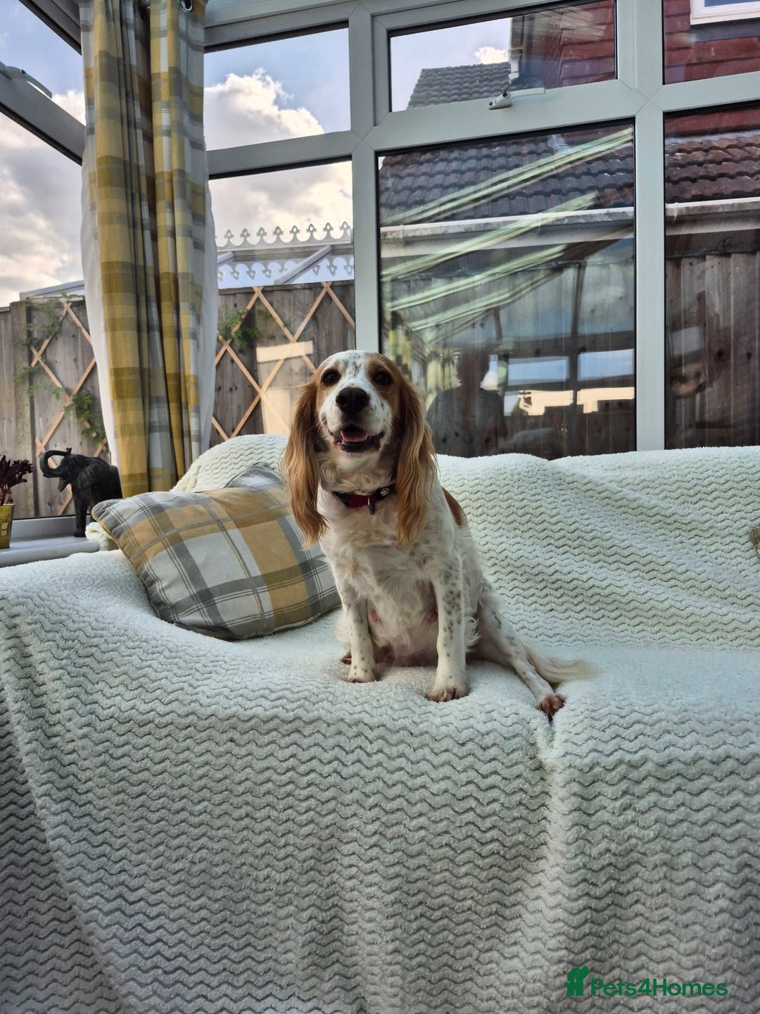 Cocker Spaniel dogs for sale: 5 gorgeous male working cocker spaniel puppies  - Image 2