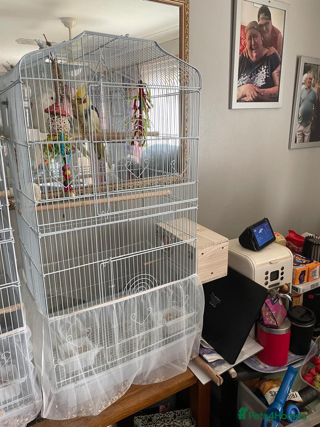 Cockatiels birds for sale: pair of grey cockatiels with cage and nesting box - Image 3