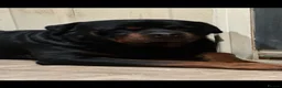 Rottweiler dogs for stud: Rottweiller for stud  in Bristol - Advert 9