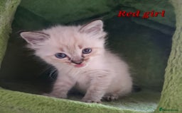 Ragdoll cats for sale: GCCF Gorgeous Pure Pedigree Ragdoll Kittens - Image 20