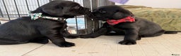 Labrador Retriever dogs for sale: Beautiful chunky litter of black pups  - Advert 2