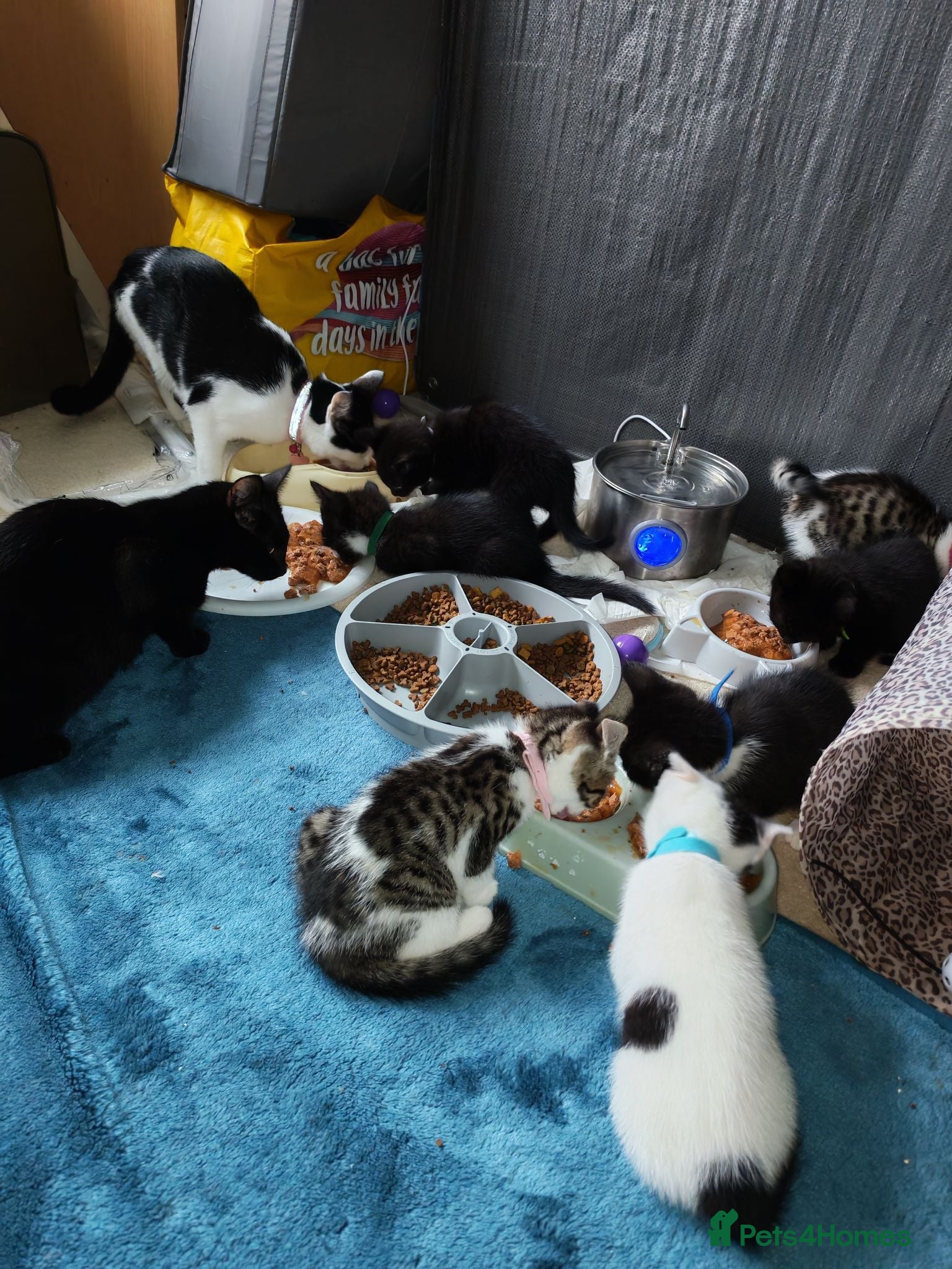 Domestic Shorthair cats 8 mixed breed kittens for sale - Advert 3