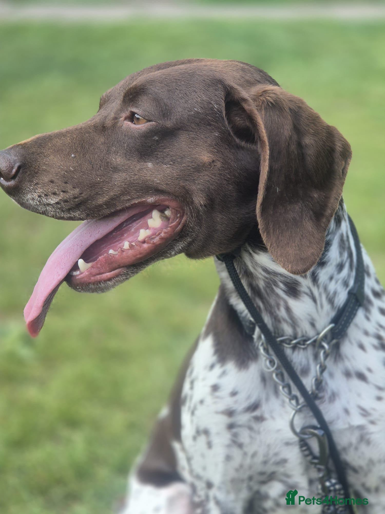 German Shorthaired Pointer dogs KC 4 year old German Shorthaired Pointer - Advert 17
