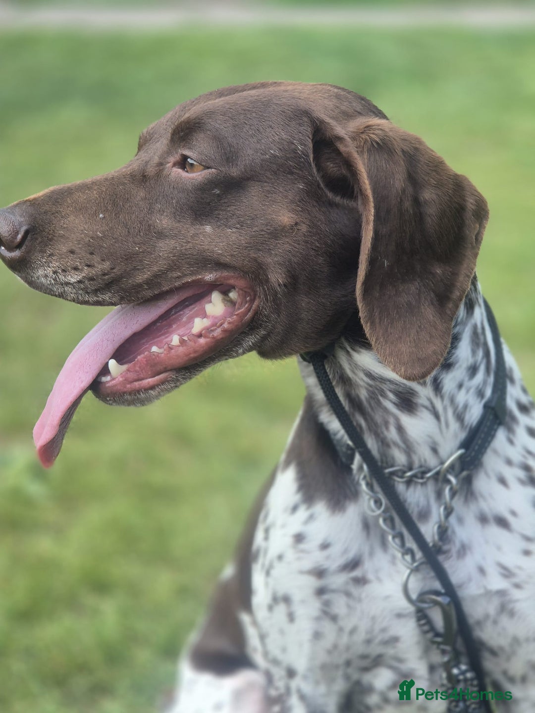 German Shorthaired Pointer dogs for sale: KC 4 year old German Shorthaired Pointer - Advert 1