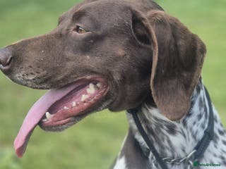 German Shorthaired Pointer dogs KC 4 year old German Shorthaired Pointer - Advert 1