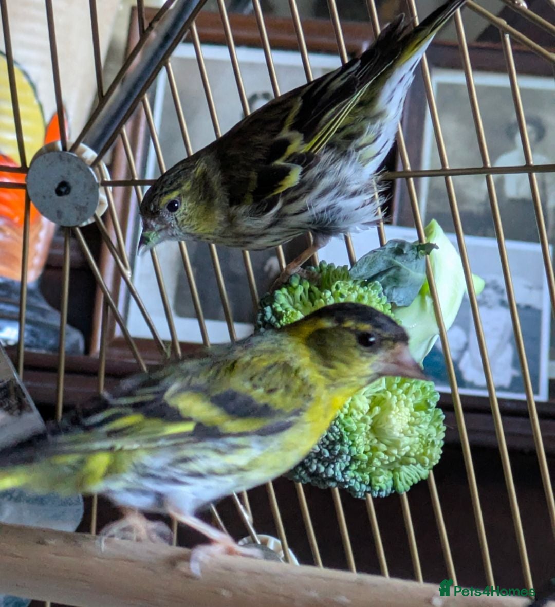 Finches birds Siskins ( pair) - Advert 1