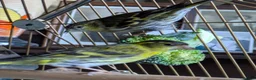 Finches birds for sale: Siskins ( pair) in Cowbridge - Advert 1