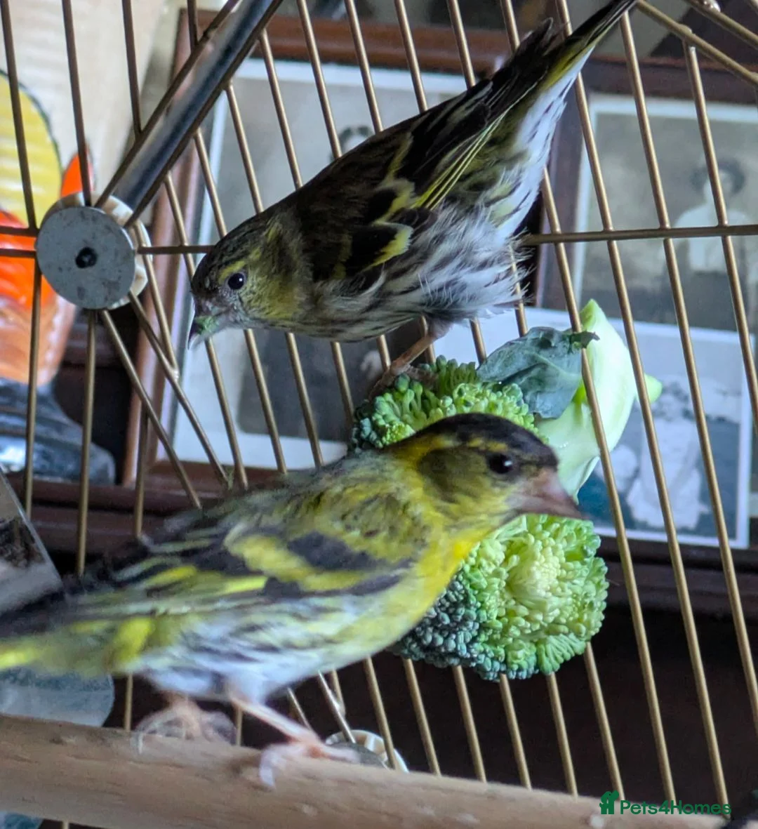 Finches birds for sale: Siskins ( pair) in Cowbridge - Advert 1