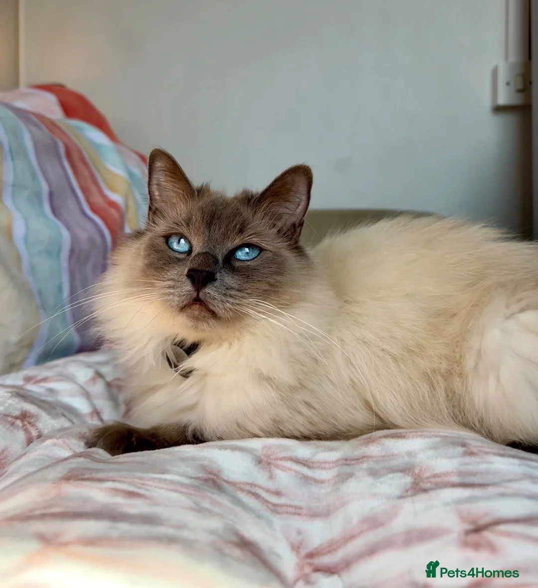 Ragdoll cats for sale: 🐾 READY TO LEAVE RAGDOLL CROSS 🐾 - Advert 13