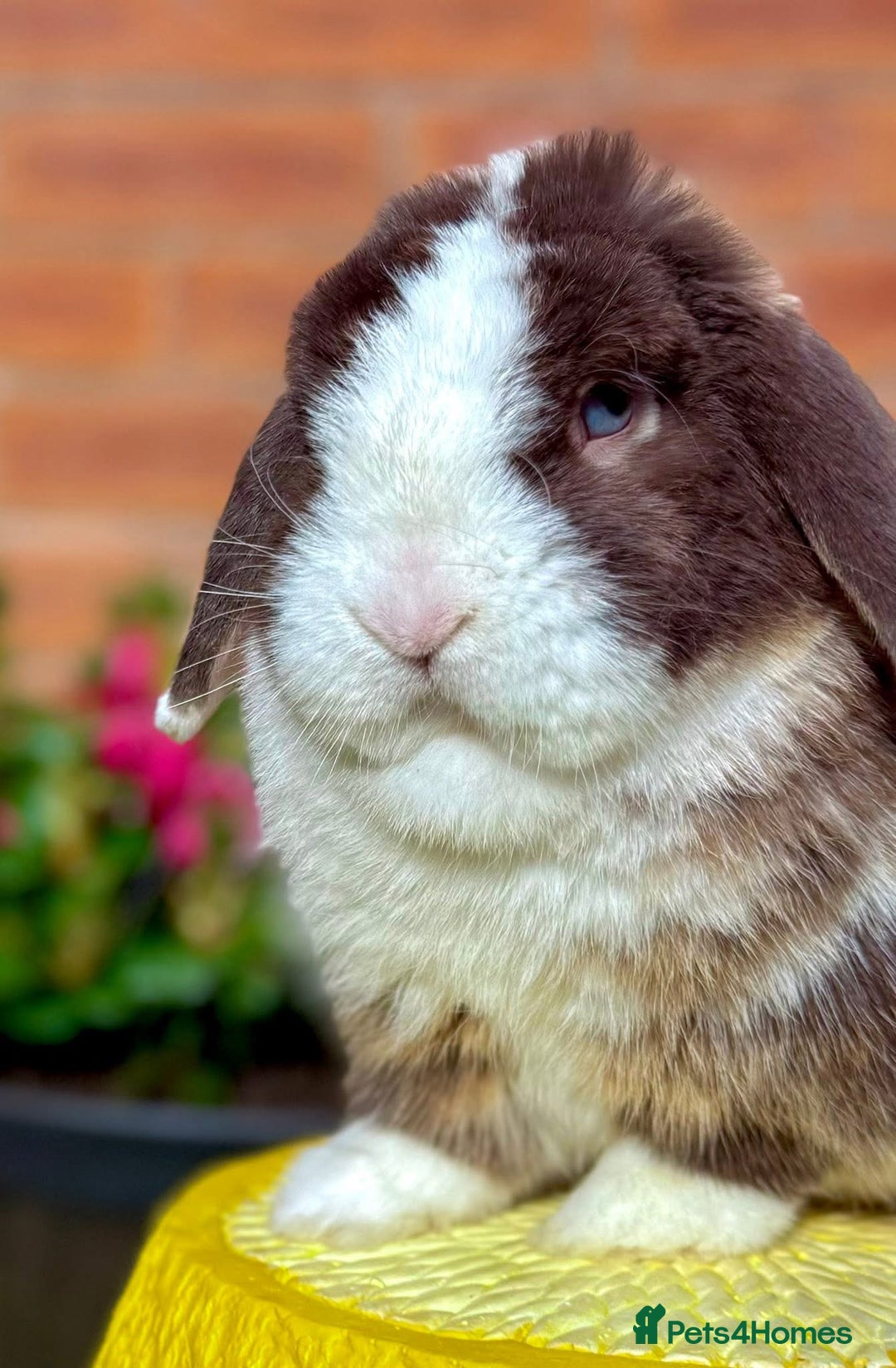 Mini Lop rabbits for sale: MiniLop Baby Boy ready now  - Advert 10