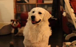 Golden Retriever dogs for stud: Looking for a Female Golden Retriever 🐾 - Image 28