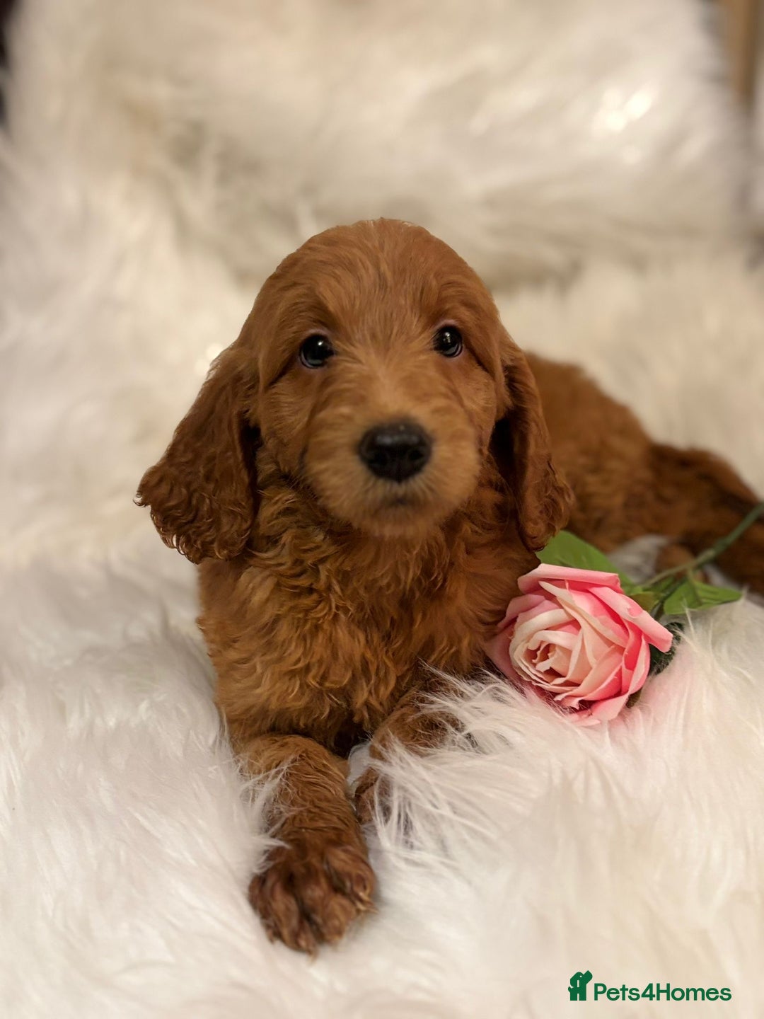 Goldendoodle dogs for sale: Golden doodle deep red cuddly chunky puppies  - Advert 3