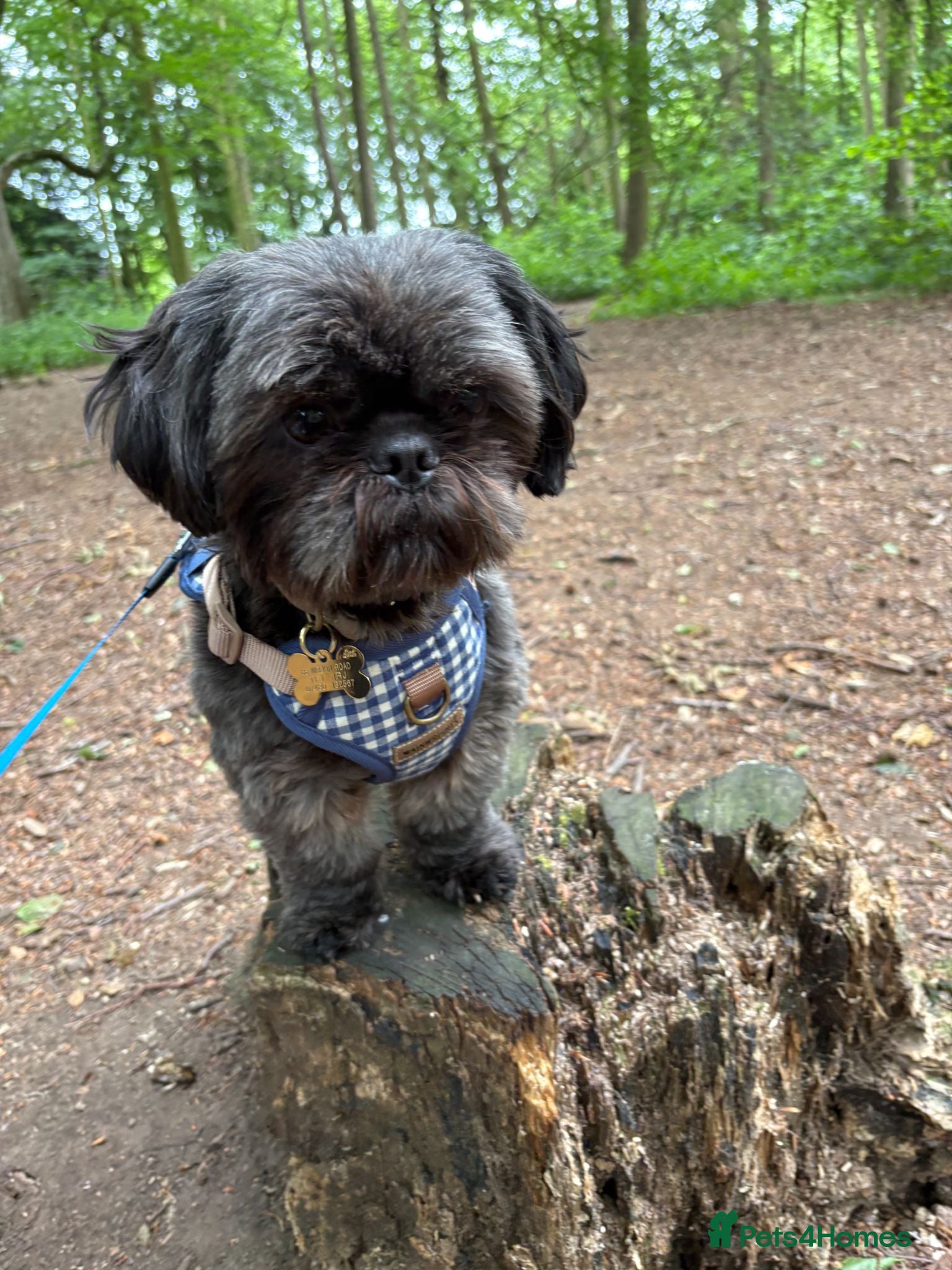 Shih Tzu dogs Looking for loving a patient home.  - Advert 1