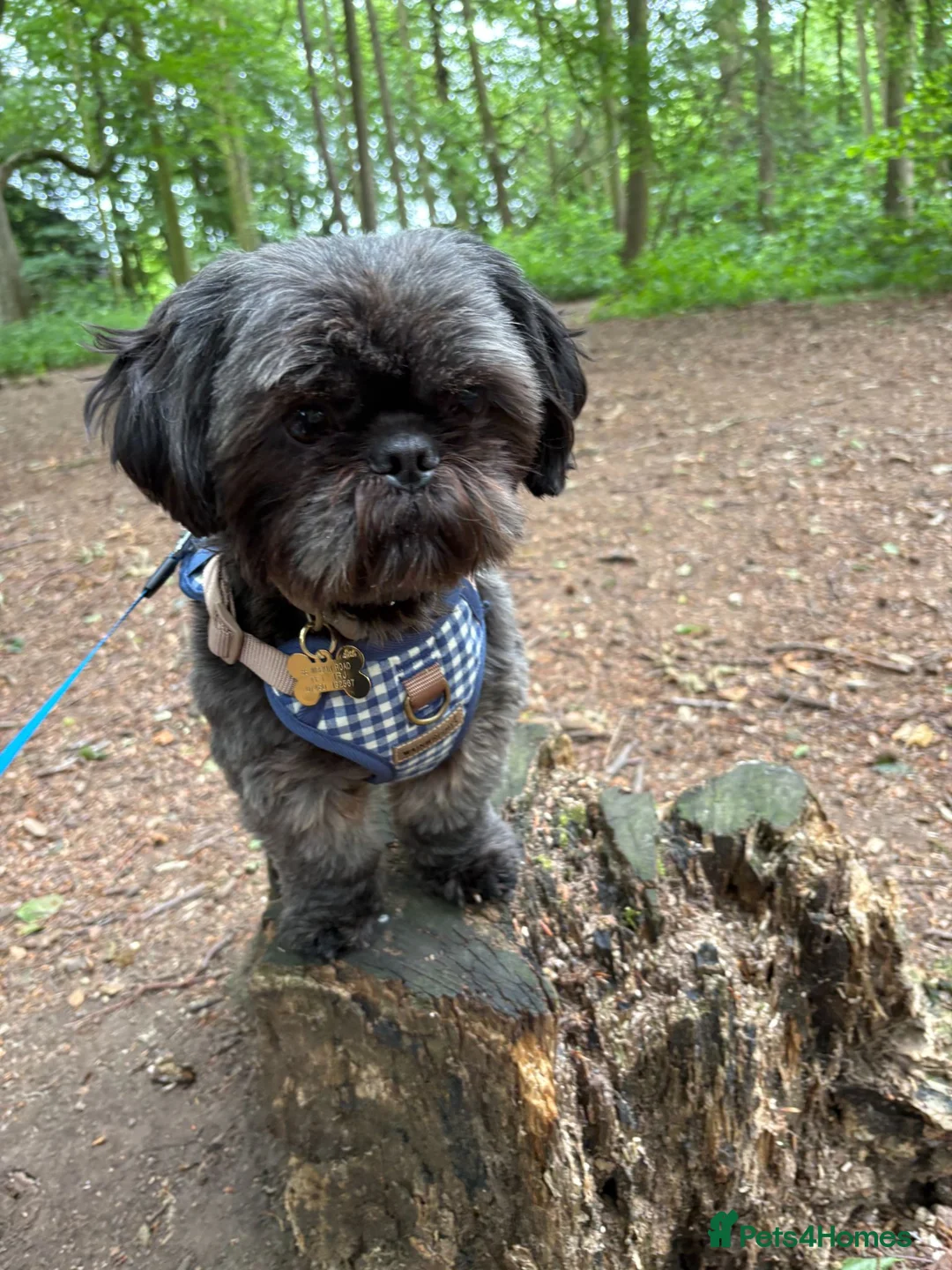Shih Tzu dogs for sale: Looking for loving a patient home.  - Advert 1