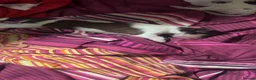 Jackapoo dogs for sale: Jackapoo pups in Kingswinford - Advert 5