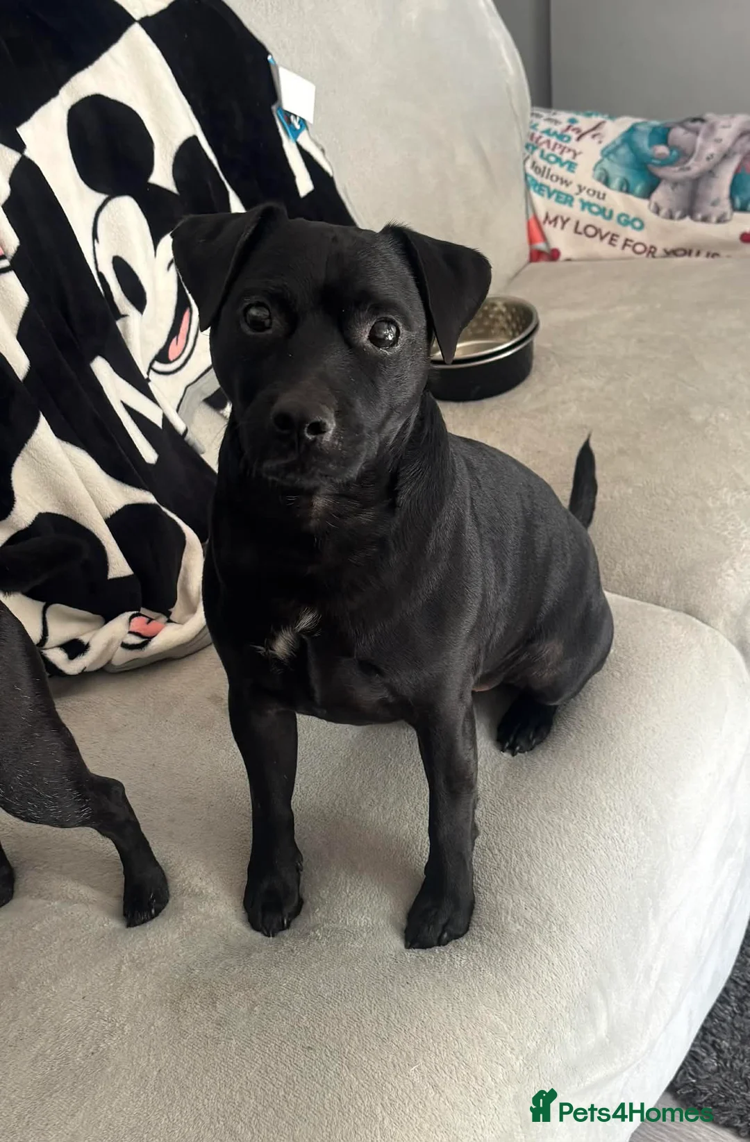 Mixed Breed dogs for adoption: ❤️🐶 MILO (PATTERDALE) – A SWEET, CUDDLY COMPANION - Advert 2