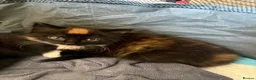 Mixed Breed cats for sale: Little kittens  - Advert 2