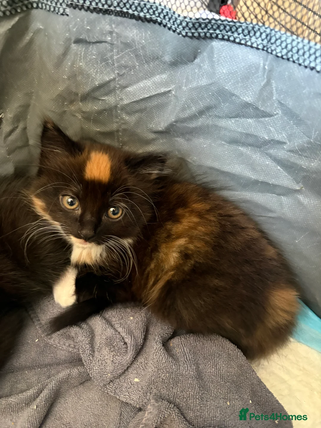 Mixed Breed cats for sale: Little kittens  - Advert 2