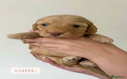 Cockapoo dogs for sale: F1 Cockapoo puppies - Image 2