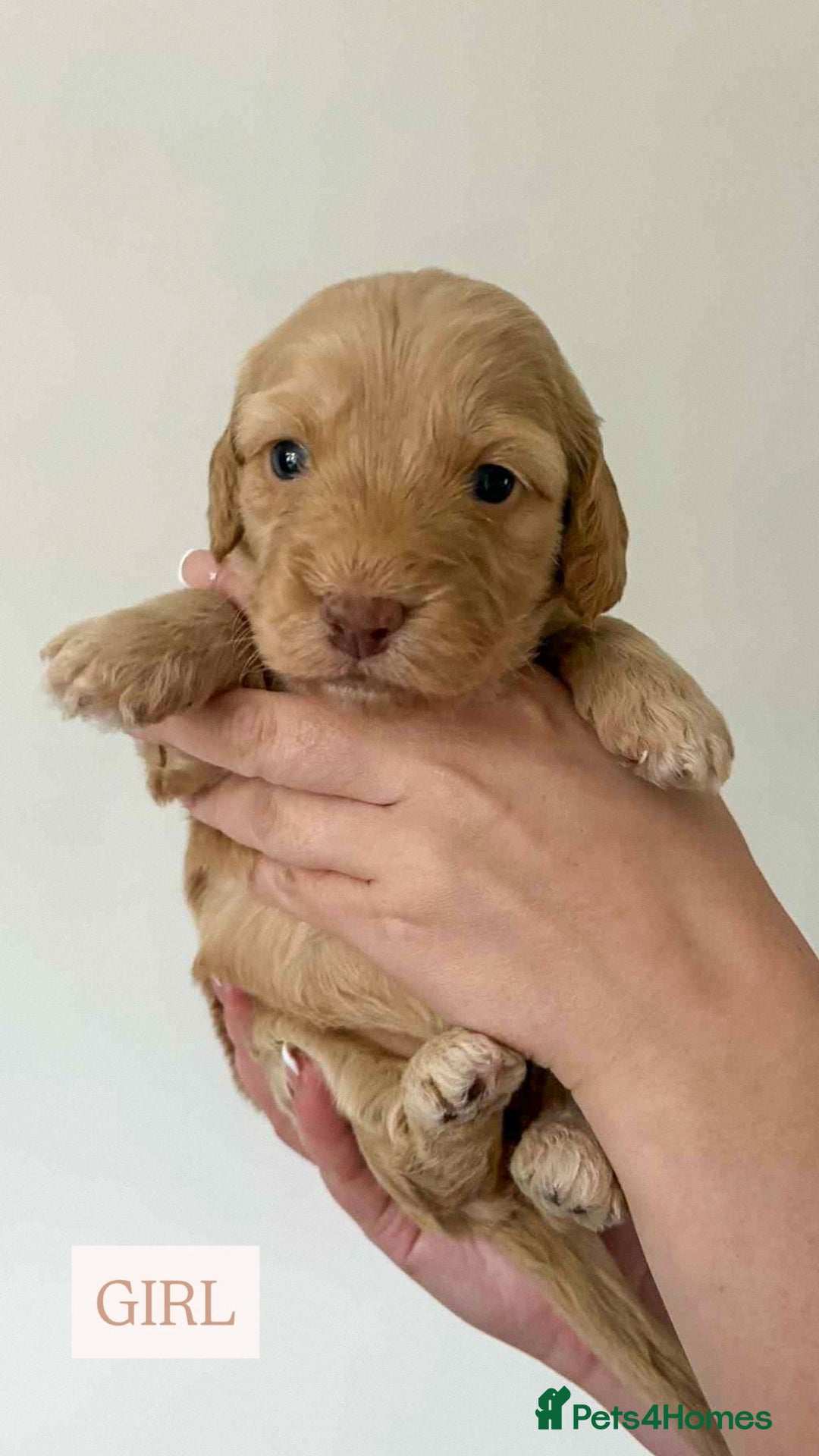 Cockapoo dogs for sale: F1 Cockapoo puppies - Image 2