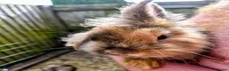 Mini Lion Lop rabbits for sale: 4 lionhead lops for sale - Advert 16