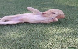 Labradoodle dogs for sale: Miniature Labradooles - Image 14
