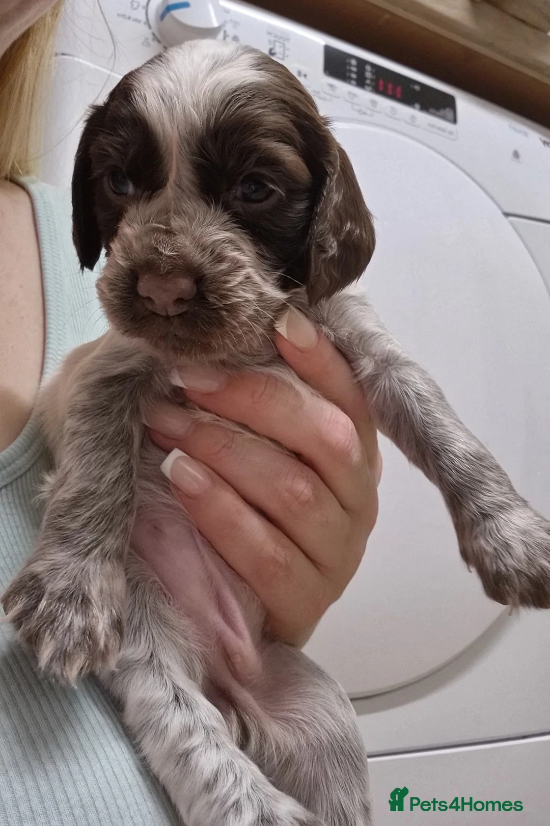 Cocker Spaniel dogs for sale: Working cocker spaniel pups - Advert 18