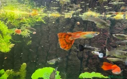 Other/Mixed Breed fish for sale: Assorted guppy fry £2 each - Image 1