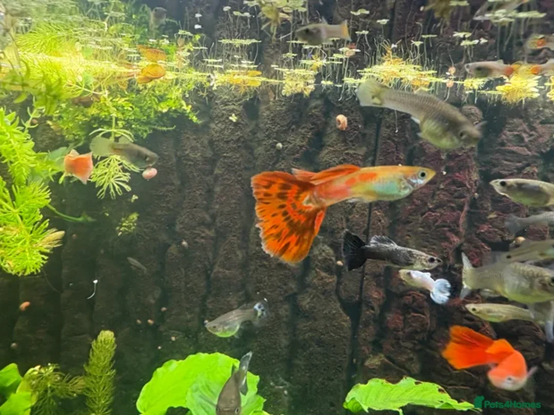 Other/Mixed Breed fish for sale: Assorted guppy fry £2 each - Image 1