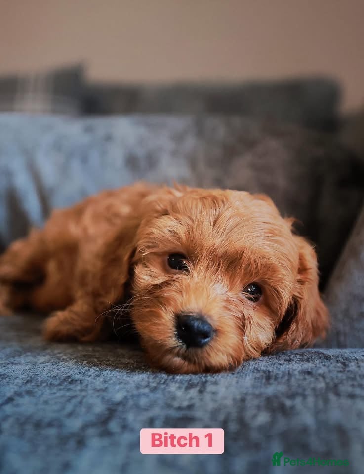Cockapoo dogs for sale: F1B Toy Cockapoos for sale in Alexandria - Advert 4