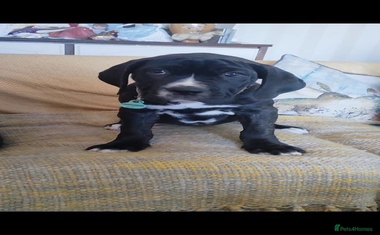 Mixed Breed dogs - Advert 12