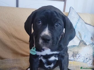 Mixed Breed dogs - Advert 33