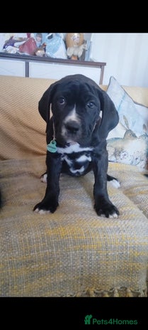 Mixed Breed dogs - Advert 6