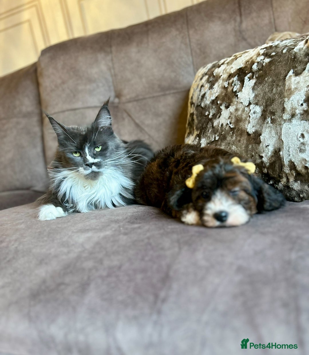 Cavapoo dogs for sale: Real Life Teddy Bears, Cavapoo babies  - Image 20