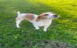 Beagle dogs for sale: Gorgeous beagle pups - Ready Now - Image 2