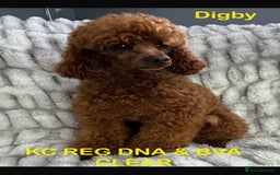 Cavapoo dogs for sale: Health tested cavapoo puppy’s  - Image 18
