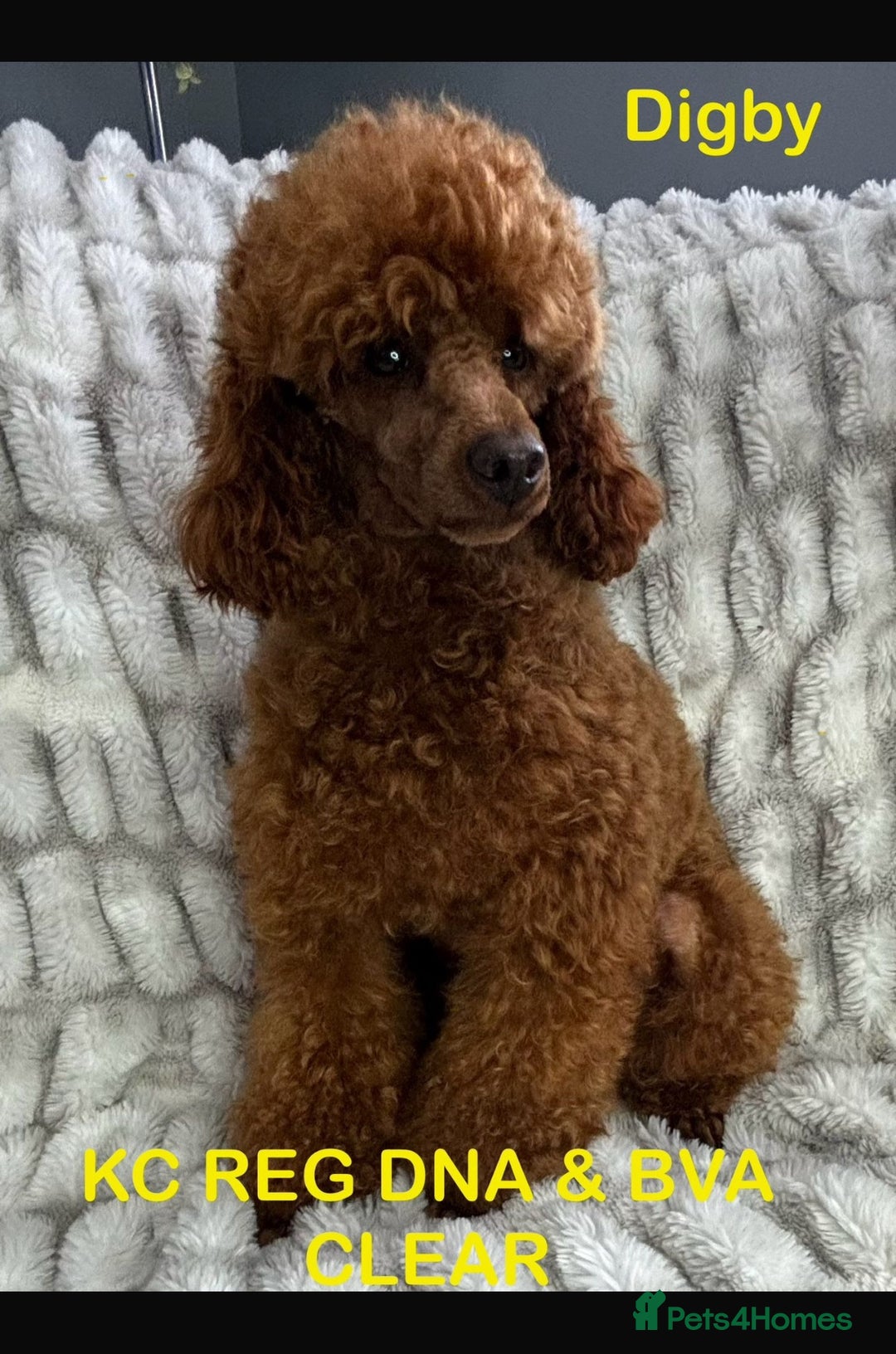 Cavapoo dogs for sale: Health tested cavapoo puppy’s  - Image 18