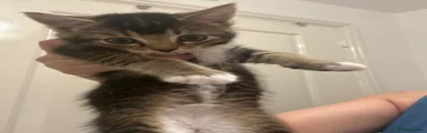 Mixed Breed Kitten 6