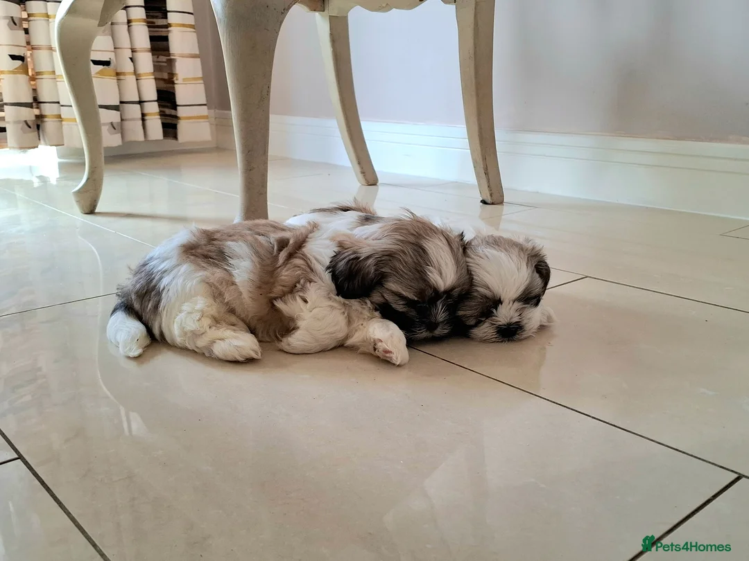 Shih Tzu dogs for sale: Gorgeous Shih tzu puppies! - Advert 2
