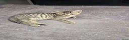 Mixed Breed cats for sale: 2 male kittens available  - Advert 3