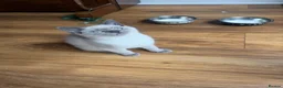 British Shorthair cats for sale: sweet gentle British Shorthair silky coat Kittens - Advert 27