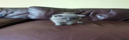 British Shorthair cats for sale: British shorthair female in Bristol - Advert 3