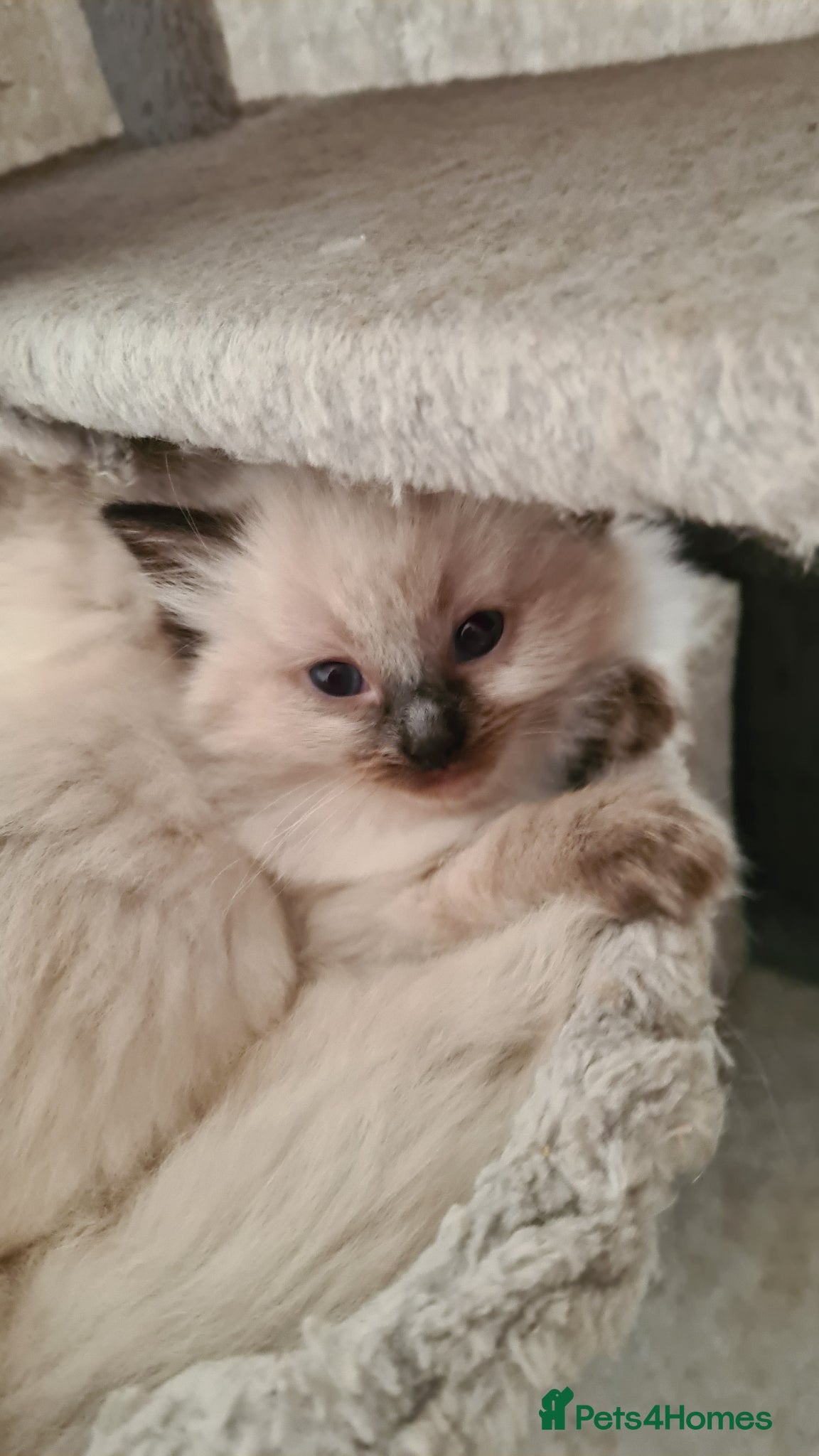 Ragdoll cats 3 beautiful pure ragdoll kittens for sale - Advert 2