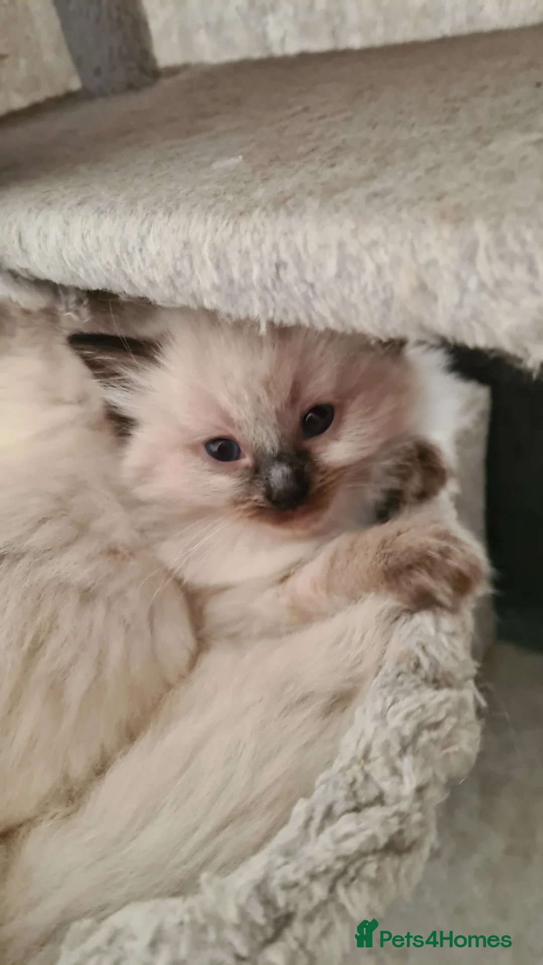 Ragdoll cats for sale: 3 beautiful pure ragdoll kittens for sale - Advert 1