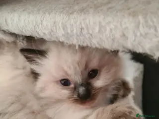 Ragdoll cats 3 beautiful pure ragdoll kittens for sale - Advert 2