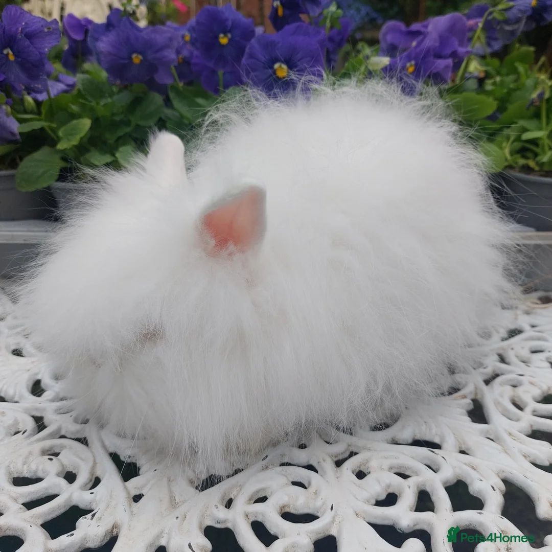 Angora rabbits for sale: ANGORA X DOUBLE LION HEAD BABIES  - Advert 10