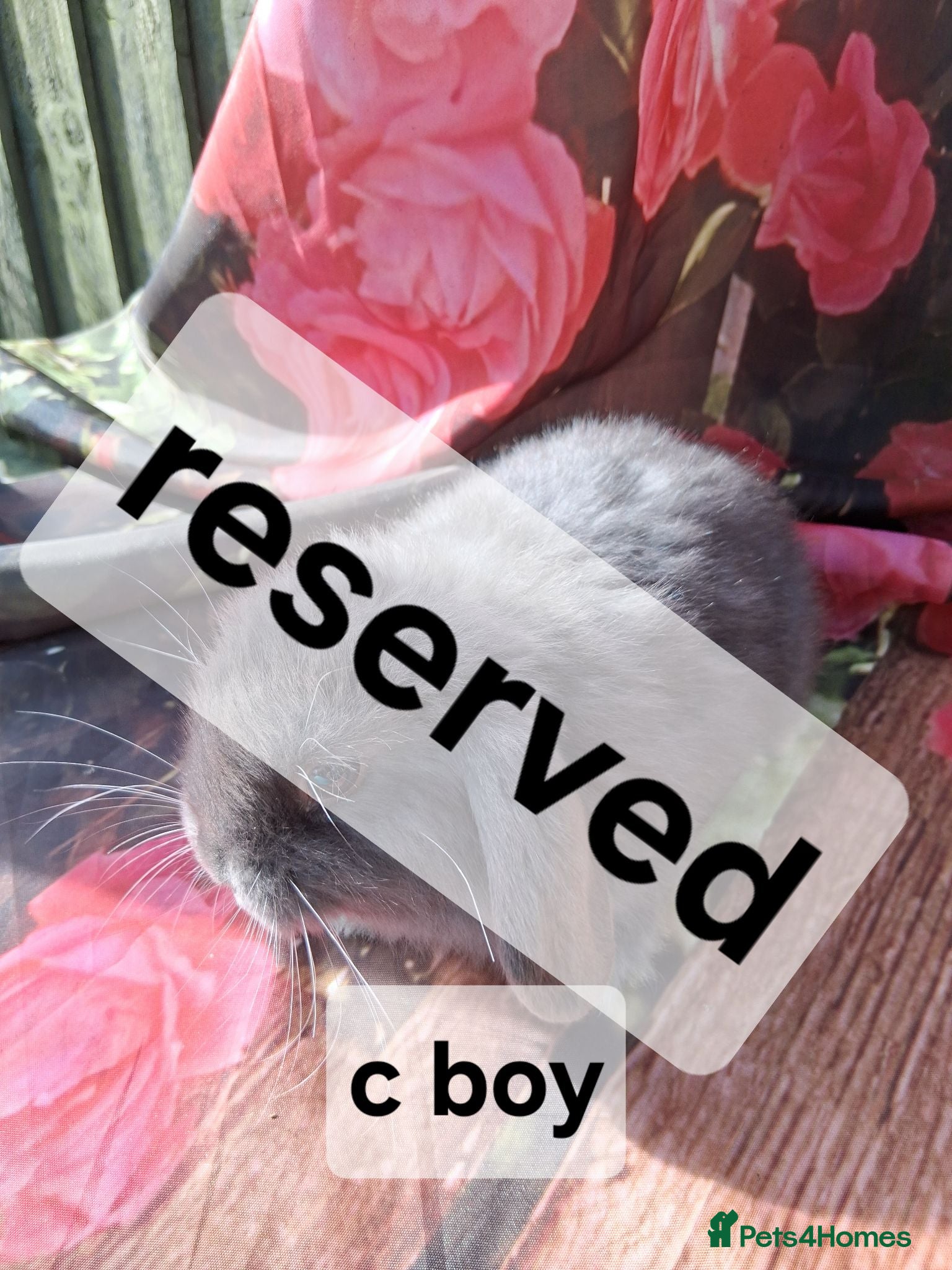 Mini Lop rabbits Mini lop baby rabbits - Advert 6