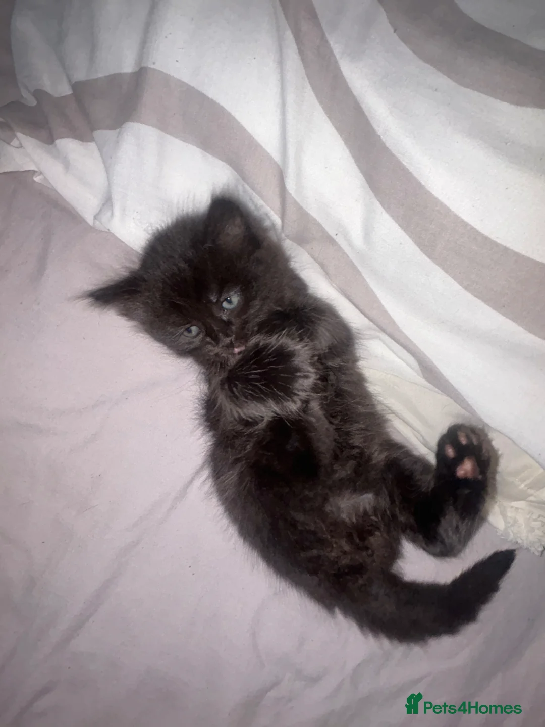 Mixed Breed cats for sale: Kittens For Sale in Gloucester - Advert 4