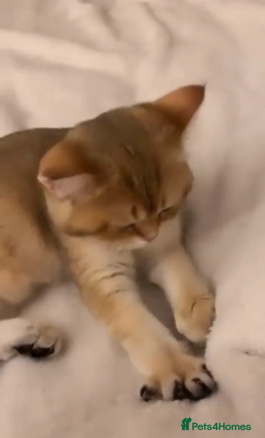 British Shorthair cats for sale: Stunning silver shaded British shorthair kitten - Advert 10
