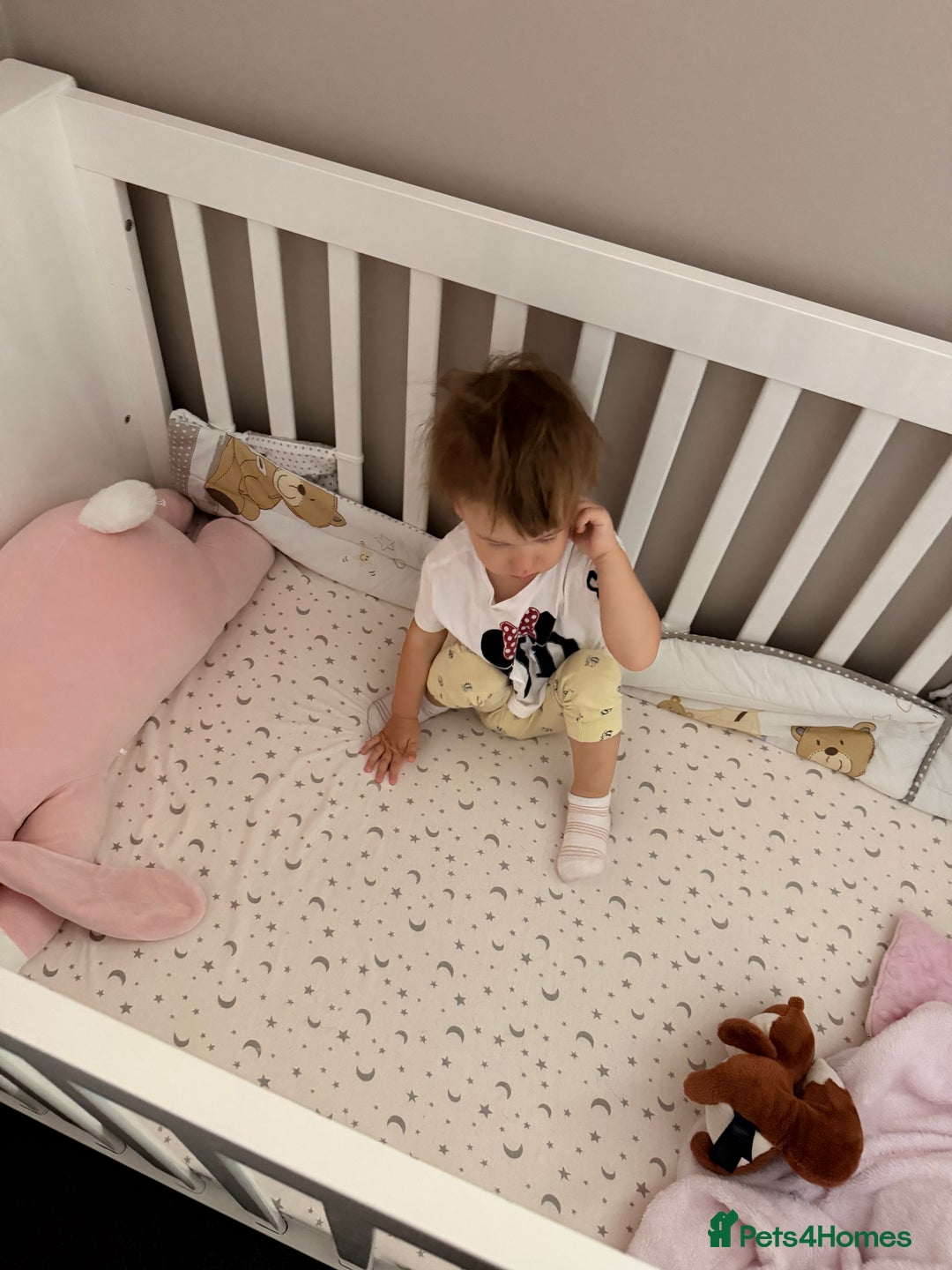 Dachshund dogs for sale: Our beautiful dachshund looking for her new home - Advert 6